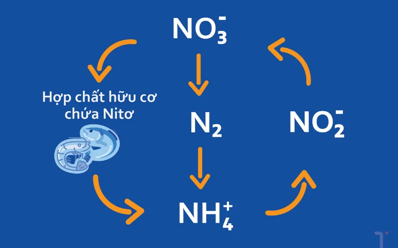 Chu trình Nitơ và kiểm soát khí độc gốc Nitơ trong ao tôm